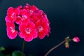 Two branches with red geranium inflorescences isolated on a black background Royalty Free Stock Photo