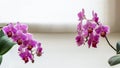 Two branches of striped purple mini orchids Sogo Vivien. Phalaenopsis, Moth Orchid with green leaves on white background Royalty Free Stock Photo