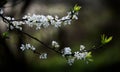 Two branches of white plum blossoms slanting horizontally with blur background Royalty Free Stock Photo