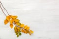 Two branches of yellow autumn leaves Spiraea Vanhouttei old white wooden shabby background