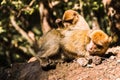 Two brarbary macaque monkeys delousing, Ifrane, Morocco