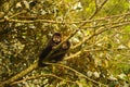 Two Brazilian Monkey - capuchin puppy