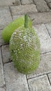 Two breadfruits on the floor