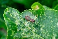Two breeding beetles on a green leaf in summer, beetles firefighters Royalty Free Stock Photo