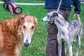 Two breeding dogs of greyhound with their masters on a walk in r