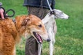 Two breeding dogs of greyhound with their masters on a walk in r