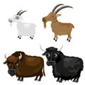 Two breeds goats and Buffalo on white background Royalty Free Stock Photo