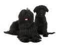 Two Briard dogs, 2 years old and 13 weeks old Royalty Free Stock Photo