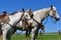 Two bridled and saddled white horses stand together at a roundup Royalty Free Stock Photo