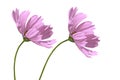 Two bright beautiful pink flowers of cosmos CÃÂ³smos close up on isolated background Royalty Free Stock Photo