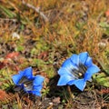 Two bright blue gentians, himalayan wildflowers Royalty Free Stock Photo