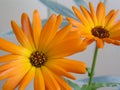 Two bright calendula flowers Royalty Free Stock Photo