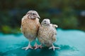 Two bright color quails male and female