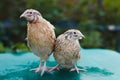 Two bright color quails male and female