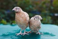 Two bright color quails male and female