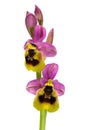 Two flowers of wild Sawfly orchid - Ophrys tenthredinifera - over white Royalty Free Stock Photo