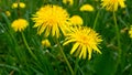 Two bright flowers fluffy yellow dandelions among green grass in field, summer. Close-up Royalty Free Stock Photo