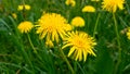 Two bright flowers fluffy yellow dandelions among green grass in meadow, summer. Close-up Royalty Free Stock Photo