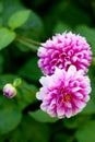 two bright mauve dahlias flowers and a bud