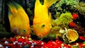 Two bright orange parrot fish in the aquarium Royalty Free Stock Photo
