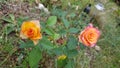 Two bright orange yellow roses on the rose bush with fresh green flowerbed background. Rose flowers top view. Beautiful blooming Royalty Free Stock Photo