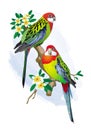 Two bright parrot on a blossoming branch Royalty Free Stock Photo