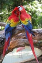 Two bright parrot on a branch Royalty Free Stock Photo