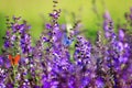 Natural background with two small bright  butterfly Blues sitting on purple flowers in summer Sunny day on a rural meadow Royalty Free Stock Photo