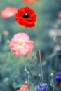 Two bright poppy red and pink growing in a meadow