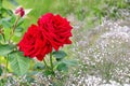 Two bright red blooming roses on a white  baby`s breath flowers gypsophila background.Concept of  beautiful combination of larg Royalty Free Stock Photo