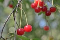 Two bright red cherries at branches outdoor Royalty Free Stock Photo