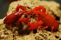 Two bright red crayfish are looking for prey in shallow water. Royalty Free Stock Photo