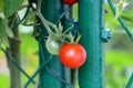 Two bright red and light green cherry tomatoes growing in local garden in front of metal wire fence Royalty Free Stock Photo