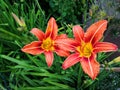 Two bright red lilies in the garden Royalty Free Stock Photo