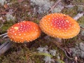 Bright toadstools mossy forest floor Royalty Free Stock Photo