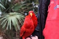 Two bright red parakeets sit on a boys hand