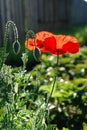 Two bright red poppies backlit by the morning sun, natural green blurred background. Flowers and buds of red poppy Royalty Free Stock Photo