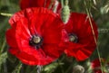 Two bright red poppies Royalty Free Stock Photo