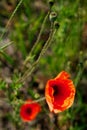Two bright red poppies stand out amid greenery Royalty Free Stock Photo