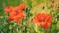 Two bright red poppies in the sun on background of green grass a Royalty Free Stock Photo