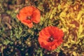 Two bright red poppies in the sun on background of green grass a Royalty Free Stock Photo