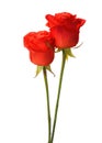 Two bright red roses. Royalty Free Stock Photo