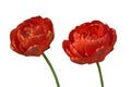 Two bright red terry tulip TÃÂºlipa flowers on white isolated background Royalty Free Stock Photo