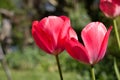 Two bright red tulip flowers, Tulipa, blooming in the spring sunshine, close-up with background blur Royalty Free Stock Photo