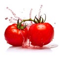 Two bright and ripe colored tomatoes with water dripping around them on a white background
