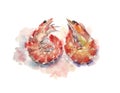 Two bright watercolor shrimp heart shaped, illustration Royalty Free Stock Photo