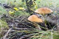 Two bright white mushrooms with orange cap Leccinum or Boletus grow in the autumn forest Royalty Free Stock Photo