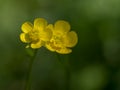 Two bright yellow Buttercup flowers with narrow depth of field. Togetherness concept, blurry background. Ranunculus Royalty Free Stock Photo