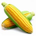 Two fresh yellow corn cobs with green husks and kernels on white background maize Royalty Free Stock Photo