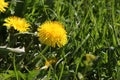 Two bright yellow dandelion flowers close-up on a green grass Royalty Free Stock Photo